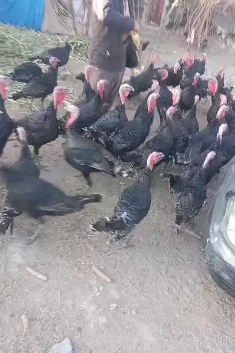 بوقلمون رسمی|حیوانات مزرعه|ماهدشت, |دیوار