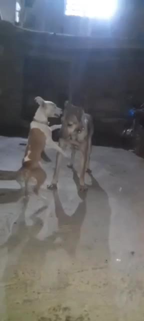 سرابی|سگ|اراک, |دیوار