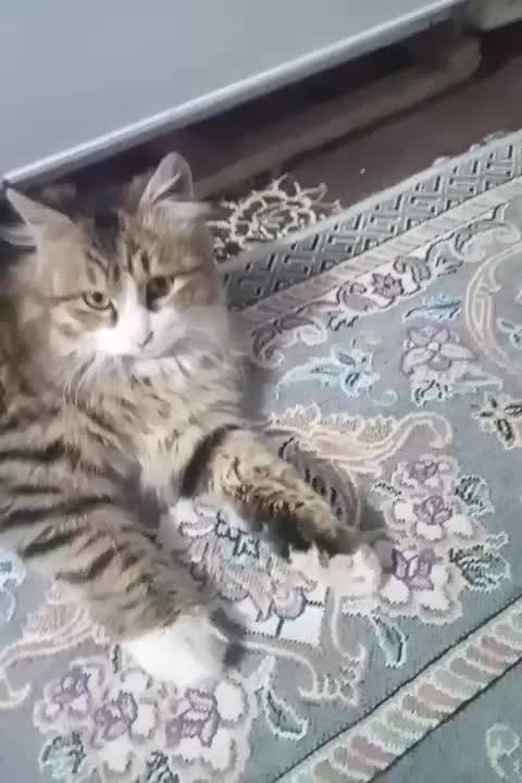 واگذاری گربه|گربه|مشگین شهر, |دیوار