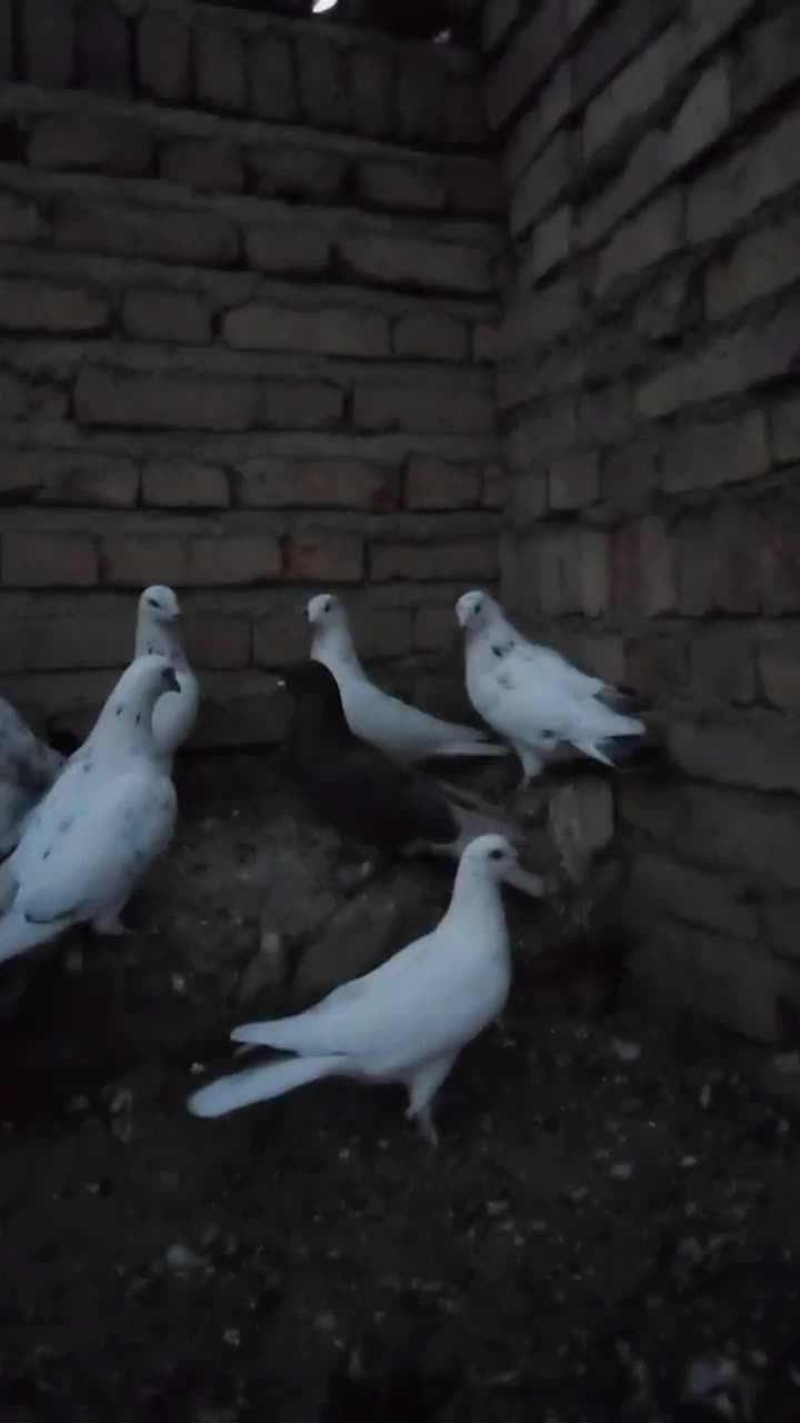 کبوتر تهرانی|پرنده|اهر, |دیوار