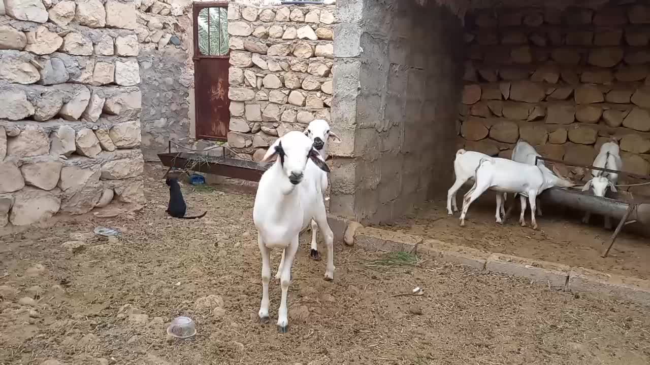 قوچ چاق درجه یک|حیوانات مزرعه|کوخرد هرنگ, |دیوار