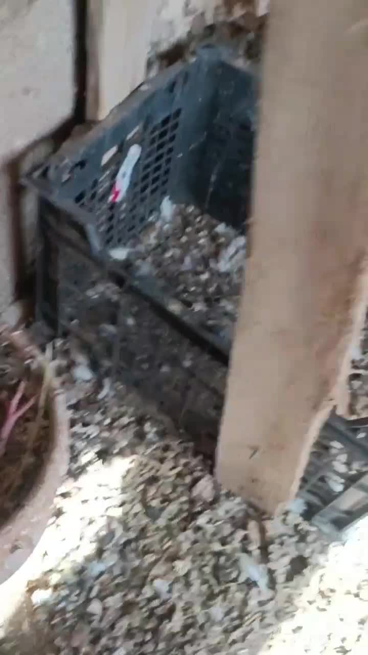 کفتر فروشی قیمت ۵۰۰|پرنده|شهرآباد, |دیوار