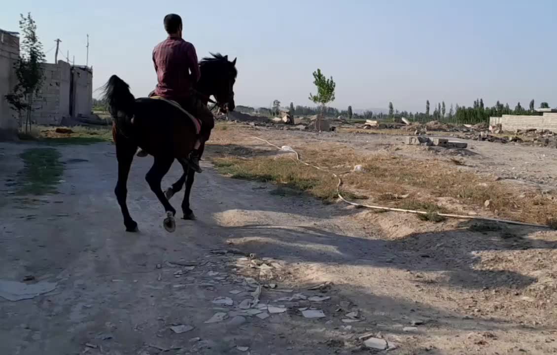 اسب|اسب و تجهیزات اسبسواری|تهران, فردوسی|دیوار