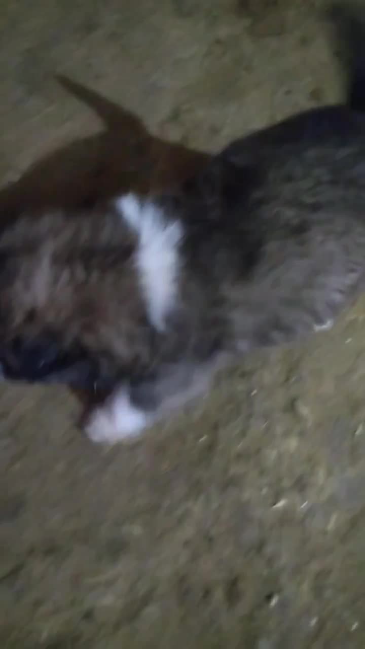 قهدریجان نر|سگ|اسدآباد, |دیوار