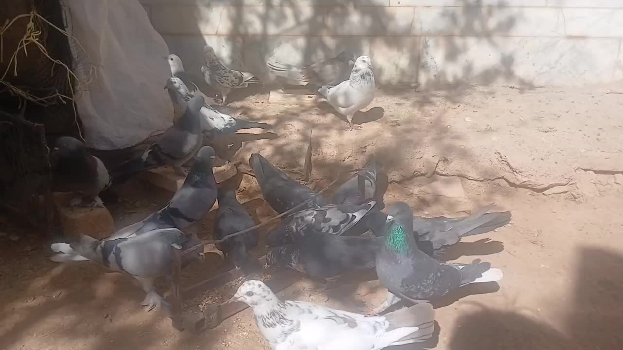 کبوتر کاشانی|پرنده|بروجن, |دیوار