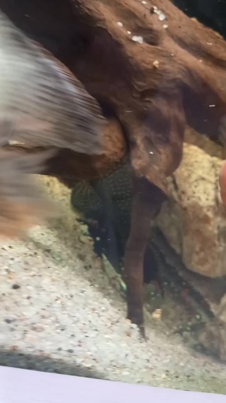 لجنخوار اسپرت بزرگ‌و کوچک|ماهی|تبریز, |دیوار