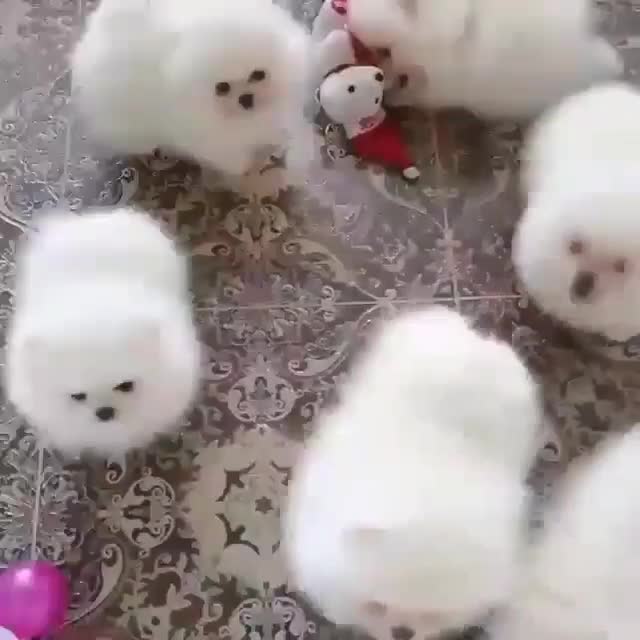 توله سگ پامر . پامرانین خرسی سفید ۷۰ روز|سگ|تهران, سعادت‌آباد|دیوار