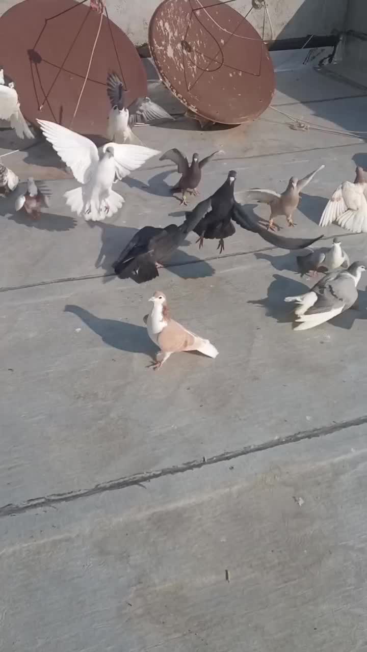 یک دسته کفتر برای یک بوم|پرنده|الوند, |دیوار