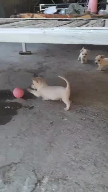 توله سگ|سگ|مرودشت, رودبال|دیوار