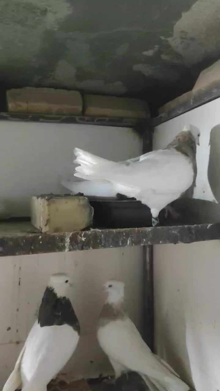 طوقی کرمانشاهی|پرنده|خواف, |دیوار