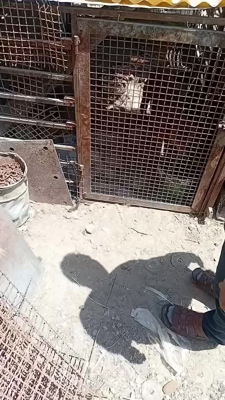 سگ نگهبان|سگ|ماهدشت, |دیوار