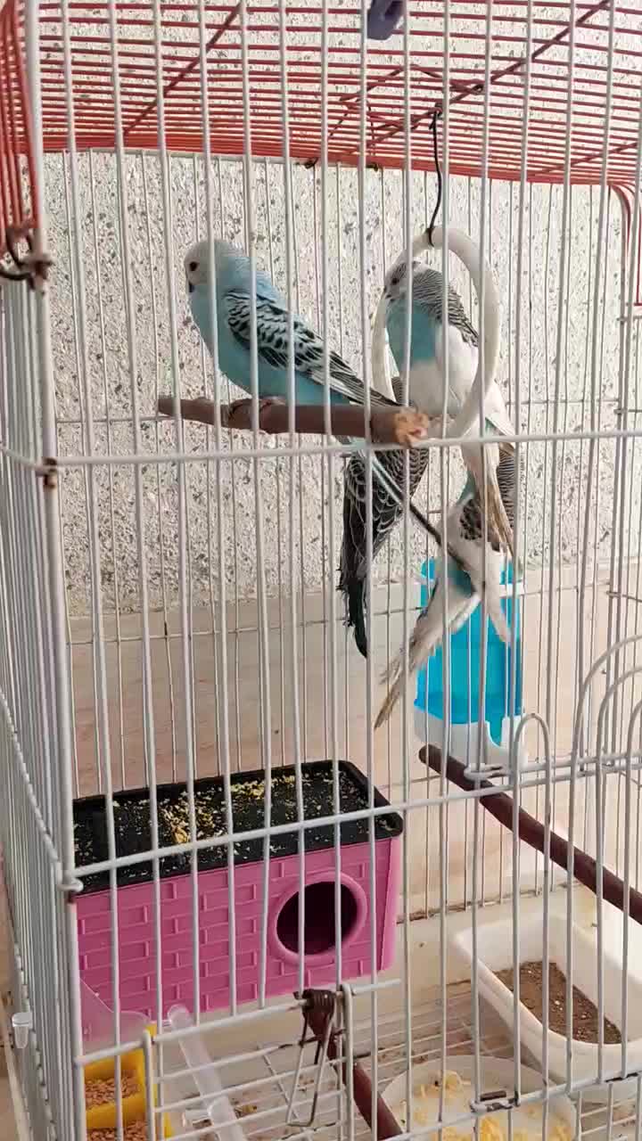 مرغ عشق|پرنده|شیراز, بهارستان|دیوار