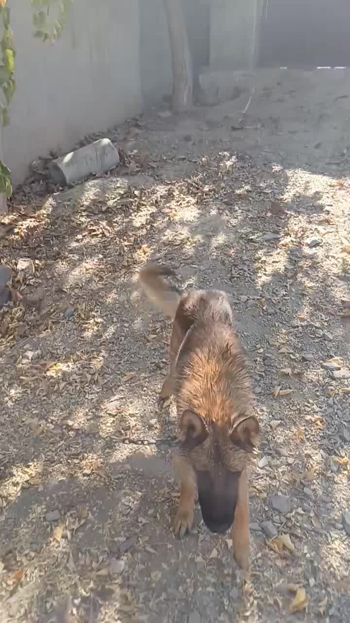 سگ مالینیوز وژرمن|سگ|مشهد, امیریه|دیوار