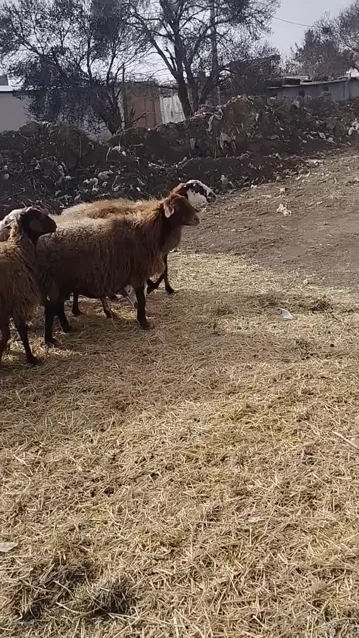 میش بره بز بزغاله|حیوانات مزرعه|جوادآباد, |دیوار