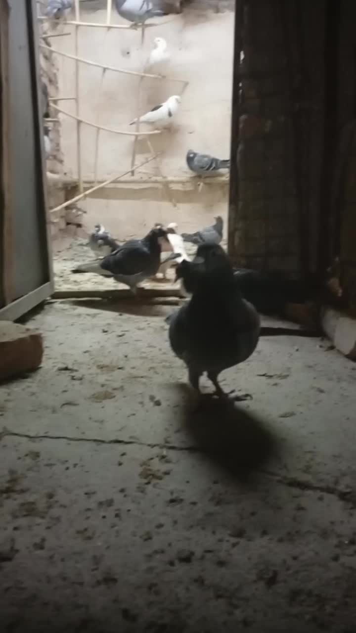 طوقی و ریش|پرنده|مود, |دیوار