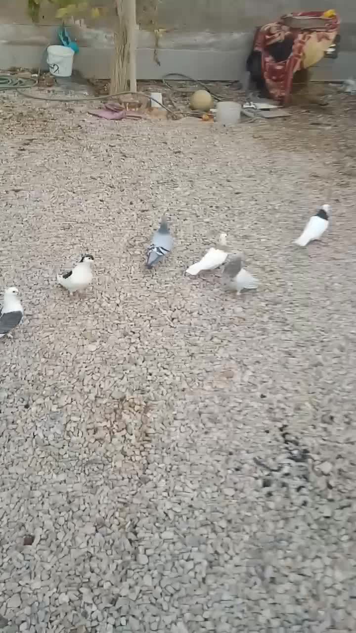 کفتر|پرنده|طبس, |دیوار