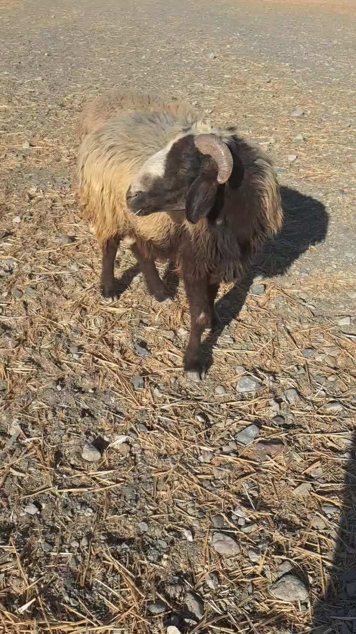 گوسفند قوچ و بره نر|حیوانات مزرعه|بندرعباس, |دیوار