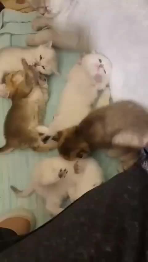 فروش گربه های وارداتی|گربه|رشت, لاکان|دیوار