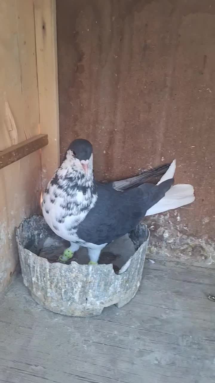 شستی سیاه ماده گلی نر|پرنده|قزوین, |دیوار