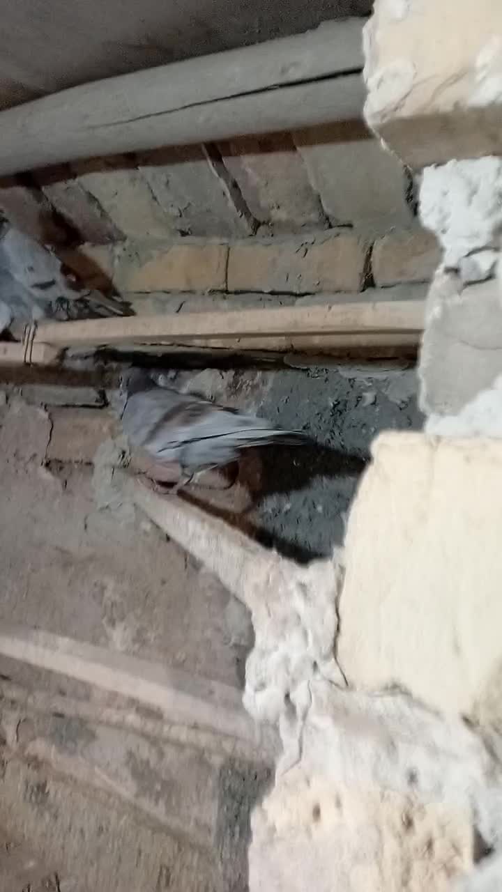 دورگ|پرنده|کاشان, کارگر|دیوار