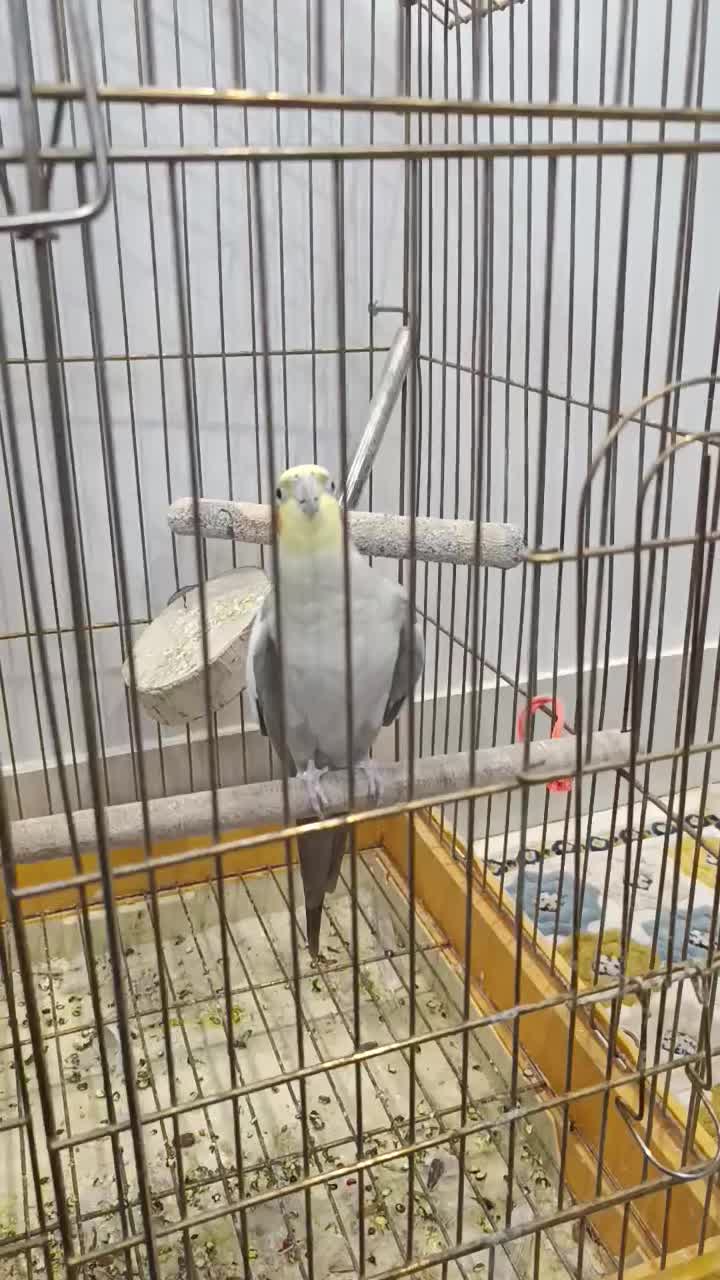 عروس هلندی|پرنده|تاکستان, |دیوار