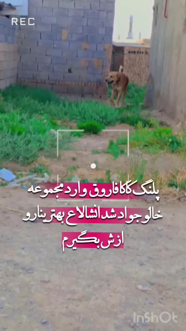 سگ خراسانی|سگ|مشهد, گلبرگ شمالی|دیوار