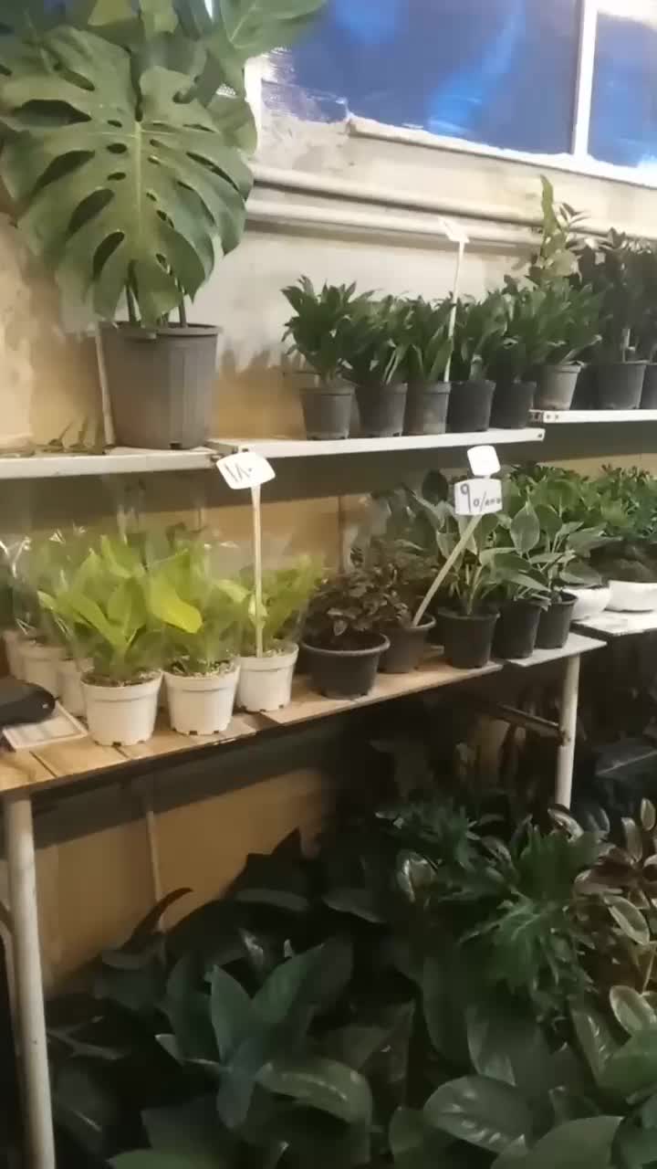 کاج مطبق بزرگ|گل و گیاه طبیعی|نیشابور, ناسیونال|دیوار