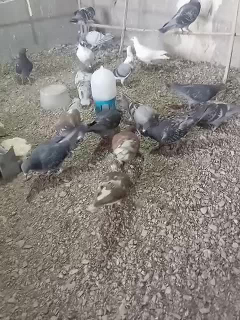 5000|پرنده|ریگ ملک, |دیوار