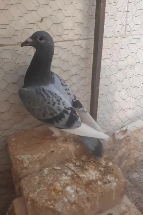 کفتر|پرنده|زیرکوه, |دیوار