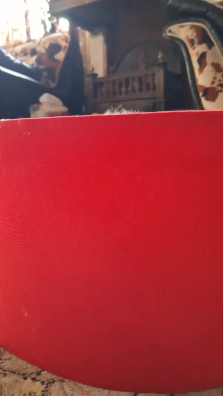 گربه پرشین|گربه|رشت, منظریه|دیوار