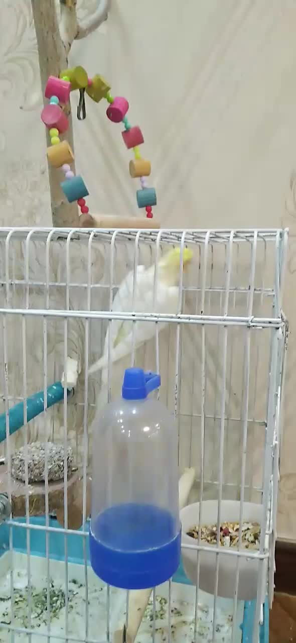 عروس هلندی نر|پرنده|درگزین, |دیوار