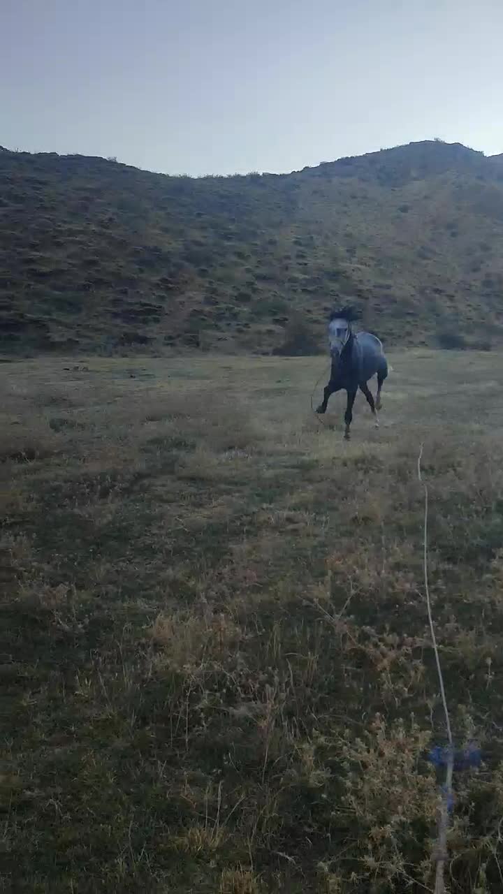 اسب نریان|اسب و تجهیزات اسبسواری|سیلوانه, |دیوار