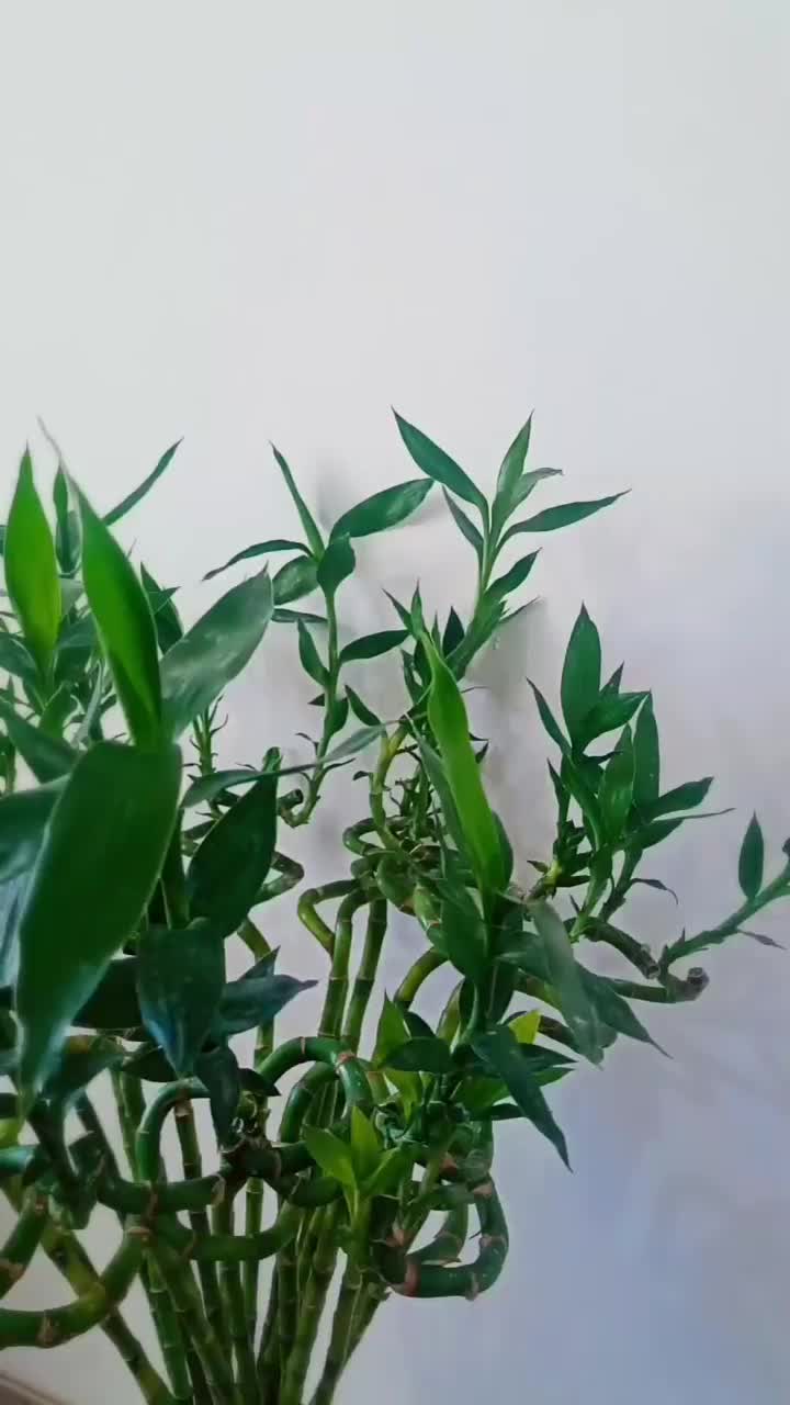 فروش بامبو‌جوانه|گل و گیاه طبیعی|خورموج, |دیوار