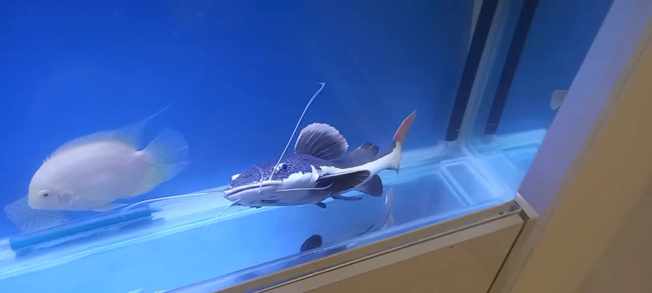 ماهی آکواریوم رِد تِیل|ماهی|صومعهسرا, |دیوار