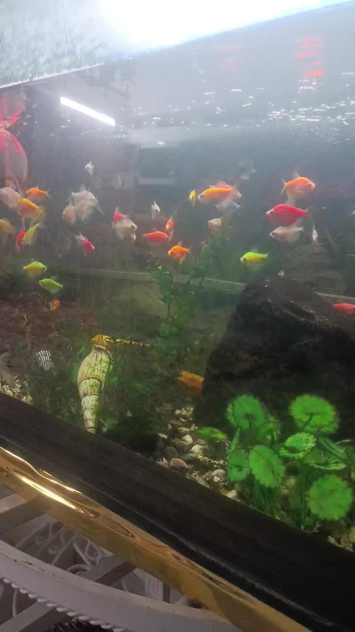 آکواریوم شیشه ای خم|ماهی|مشهد, موسوی قوچانی|دیوار