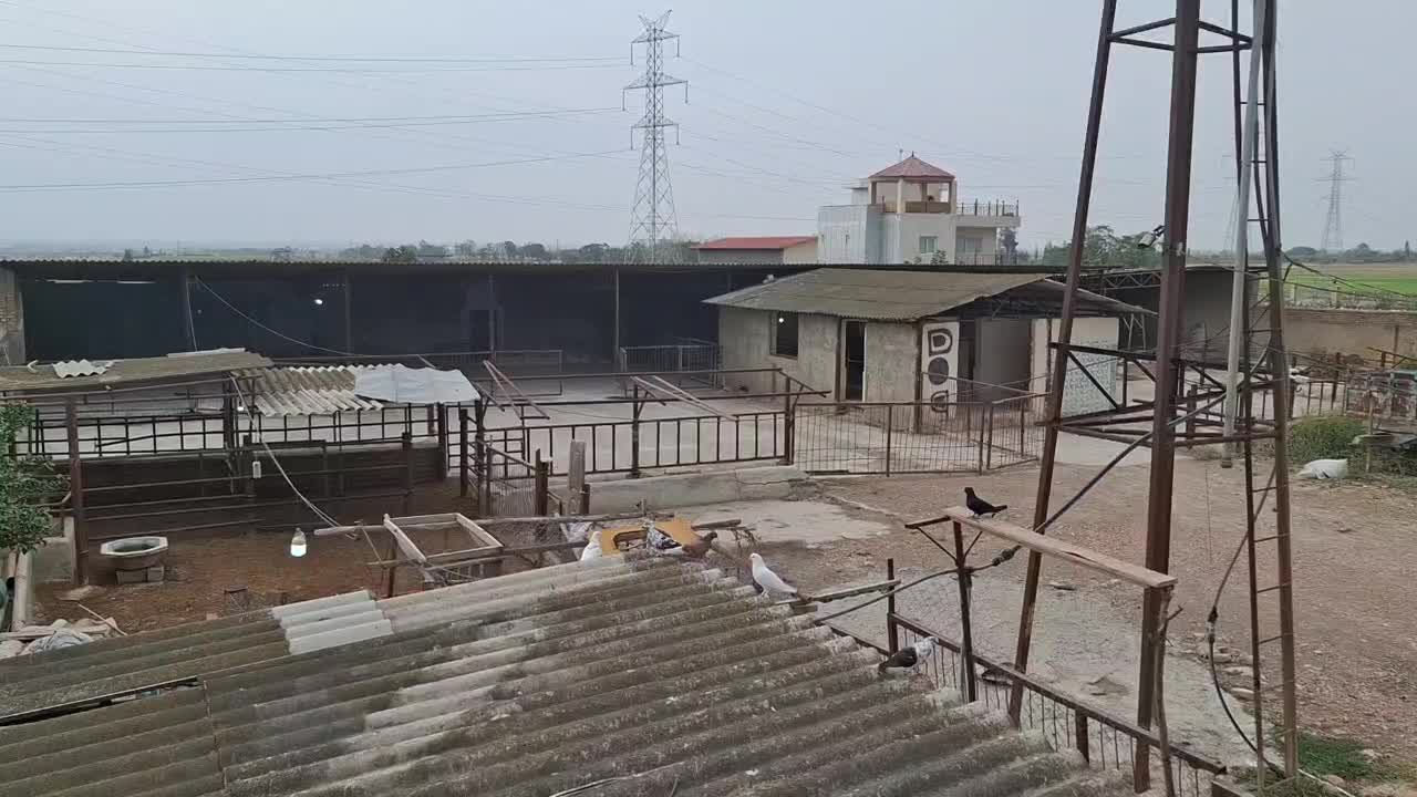 اجاره دامداری|اجارهٔ دفتر صنعتی، کشاورزی، تجاری|گرگان, |دیوار