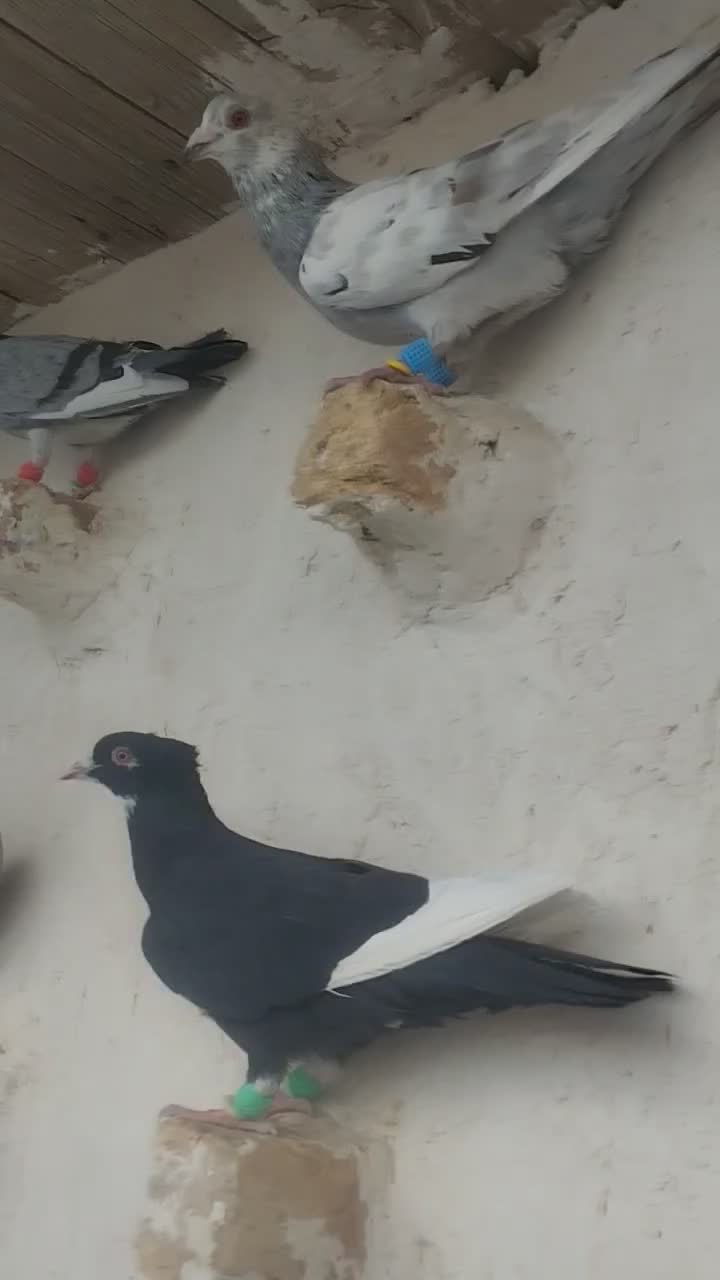 پرشی|پرنده|اسفرورین, |دیوار