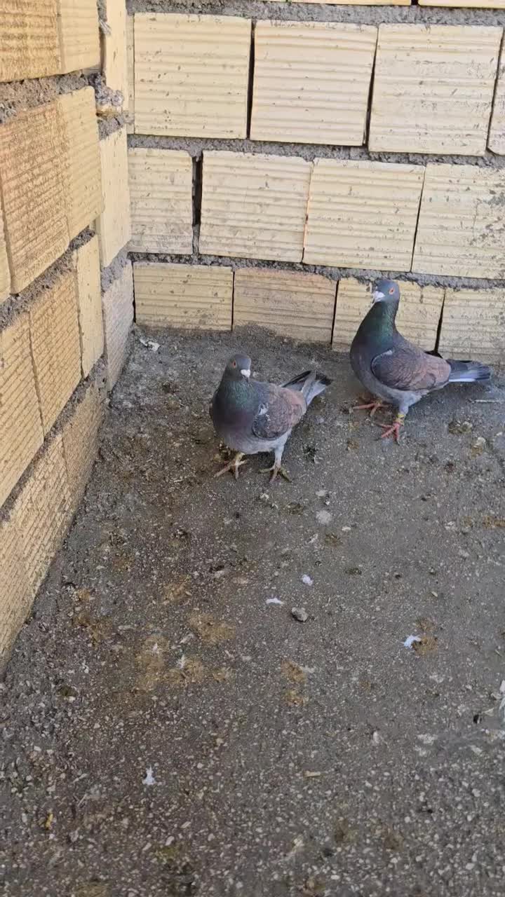 کفتر|پرنده|شیراز, تل حسینآباد|دیوار