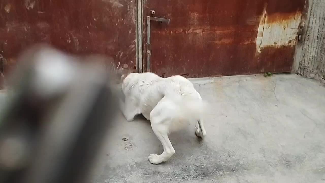 لاس ۲ ساله آدمی سفت|سگ|ورامین, شهرک مدرس|دیوار