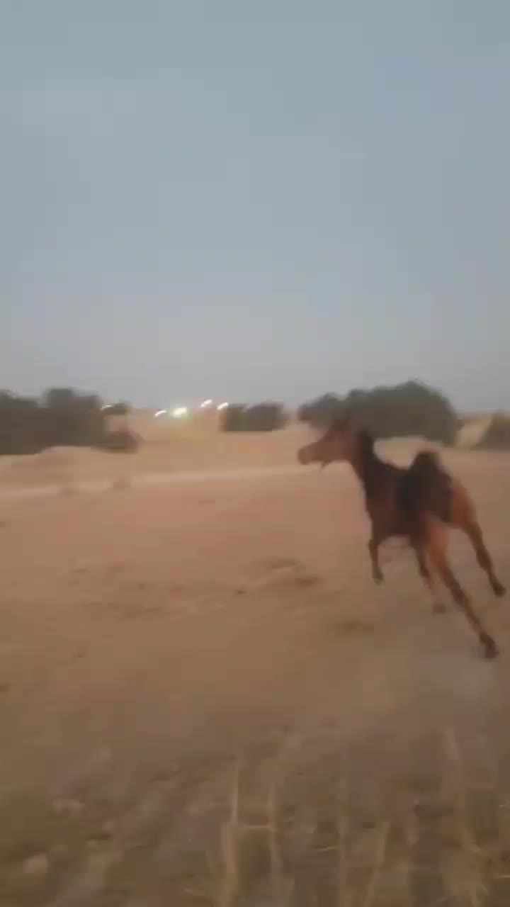 اسب مادیون عرب|اسب و تجهیزات اسبسواری|شبانکاره, |دیوار