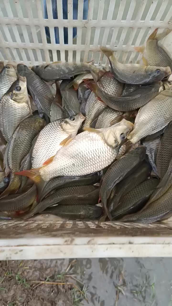 خرید و فروش ماهی و بچه ماهی کپور و آمور|ماهی|قصرشیرین, |دیوار