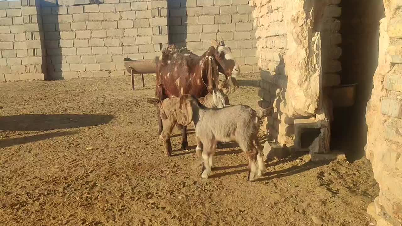 بزآمریکایی کل وبزدوقلووپرشیردرجه یک|حیوانات مزرعه|تربت جام, جلگه موسی آباد|دیوار