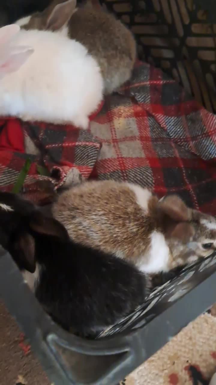 خرگوش|موش و خرگوش|بیرم, |دیوار