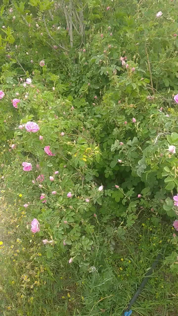 گل محمدی|گل و گیاه طبیعی|سنندج, |دیوار