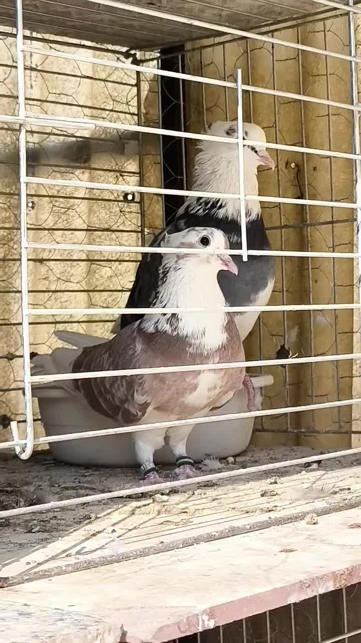 بیست جفت کفتر امتحان پس داده|پرنده|تهران, ورزشگاه آزادی|دیوار