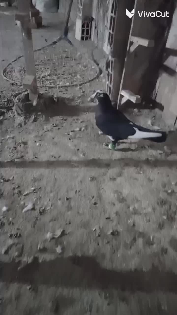 کفتر قره مینا کرمانی صید|پرنده|مشهد, شهرک شهید باهنر|دیوار