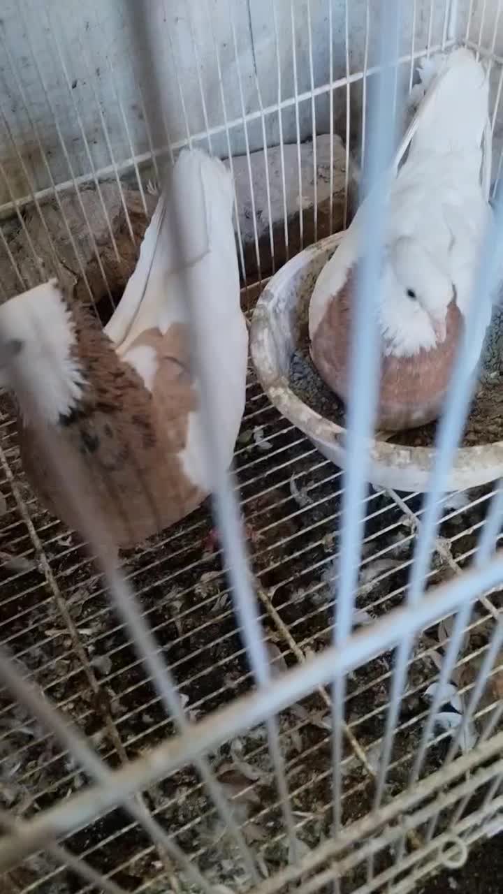 کفتر|پرنده|نیشابور, فردوس شمالی|دیوار