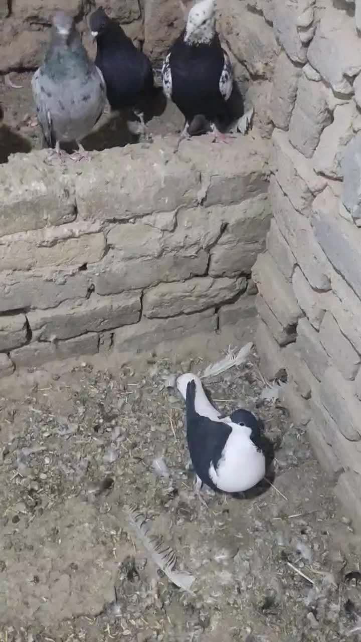 کبوتر رنگی دم سفید و خوش رنگ|پرنده|ابهر, |دیوار