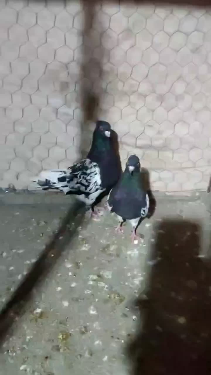 کفتر کله سیاه|پرنده|سبزوار, چهارراه فرودگاه|دیوار