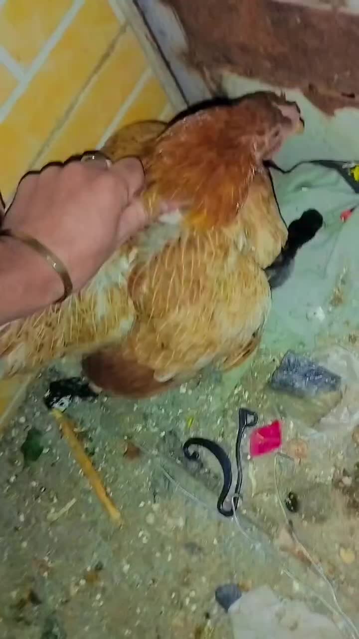 مرغ خروس لری. گلین|حیوانات مزرعه|خمینیشهر, |دیوار